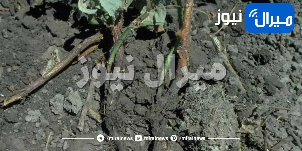 كيف تحمي نباتاتك من مرض عفن التاج