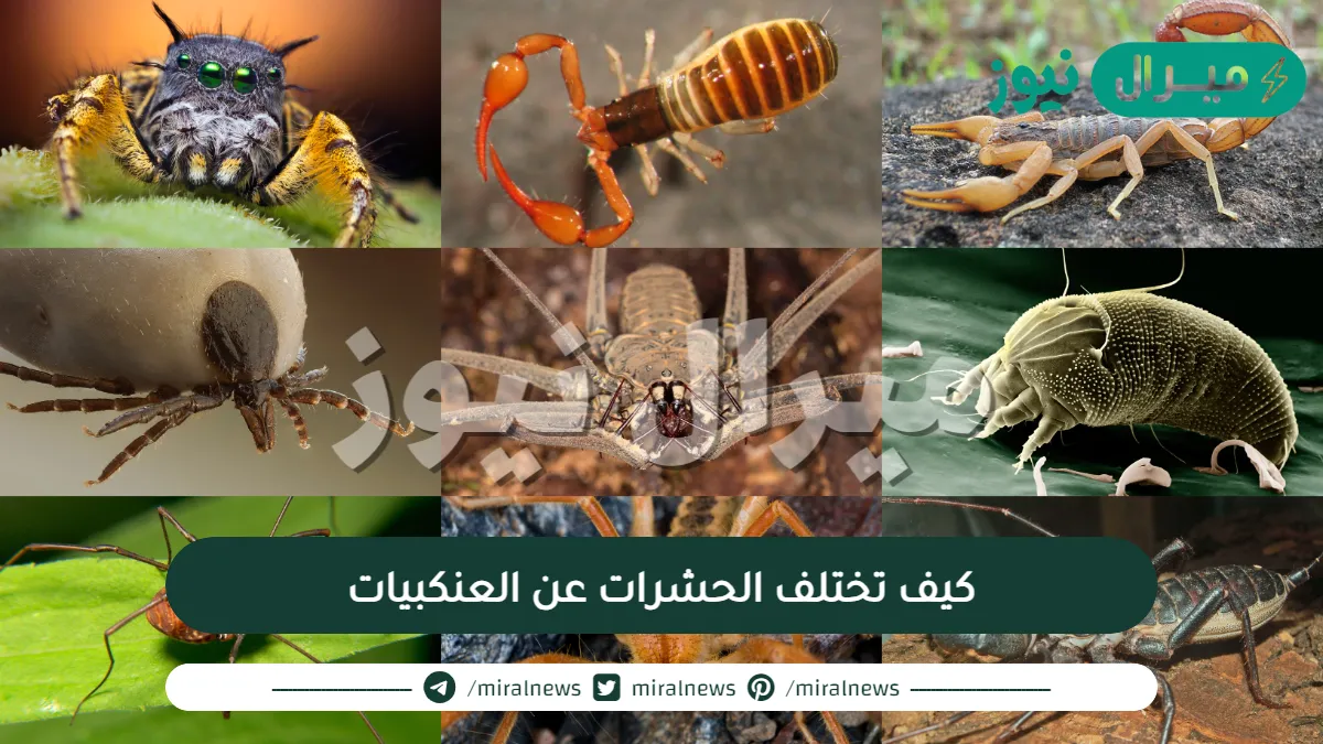 كيف تختلف الحشرات عن العنكبيات