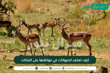 كيف تعتمد الحيوانات في مواطنها على النباتات