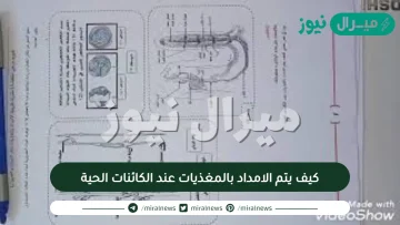 كيف يتم الامداد بالمغذيات عند الكائنات الحية