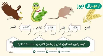 كيف يكون المخلوق الحي جزءا من اكثر من سلسلة غذائية