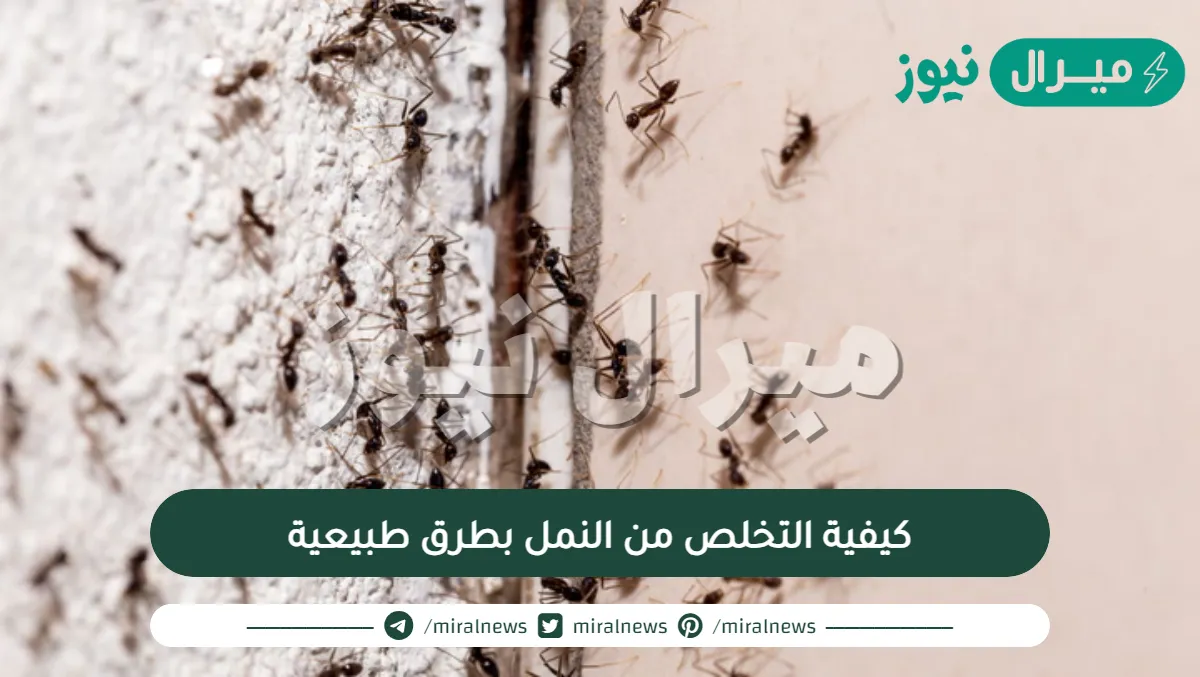 كيفية التخلص من النمل بطرق طبيعية