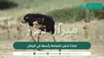 لماذا تدفن النعامة رأسها في الرمال