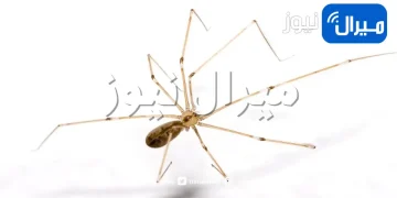 لماذا لا يجب قتل العناكب المتواجدة في المنزل !!