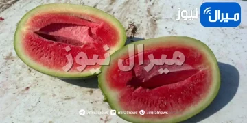 لماذا يكون البطيخ أجوفًا ؟ وهل هو ضار بصحتنا ؟