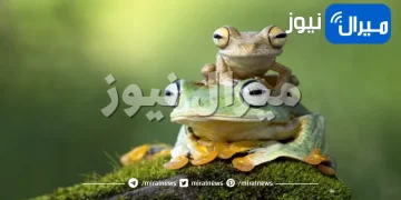 ماهي البرمائيات ؟