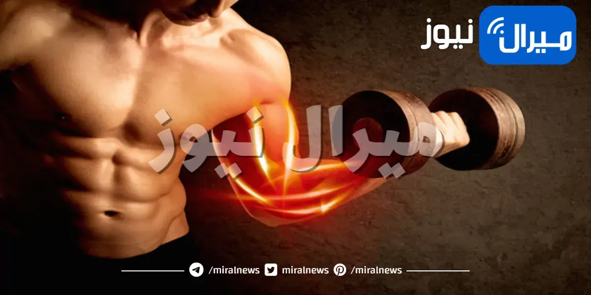 معلومات عن أهم العضلات في جسم الإنسان