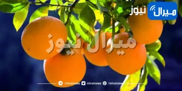 نصائح عند زراعة أشجار الفاكهة