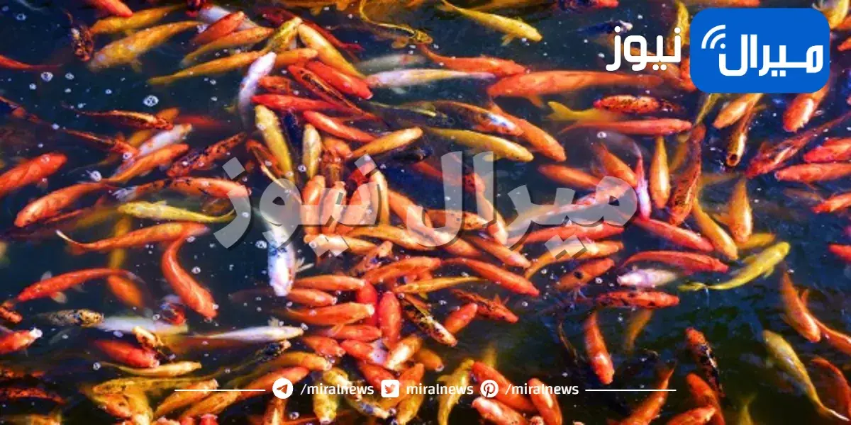 نصائح لبدء مزرعة أسماك في المنزل