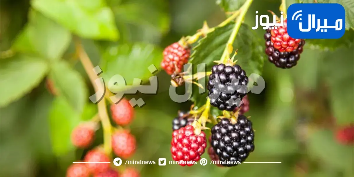 نصائح لزراعة أشجار التوت الأسود