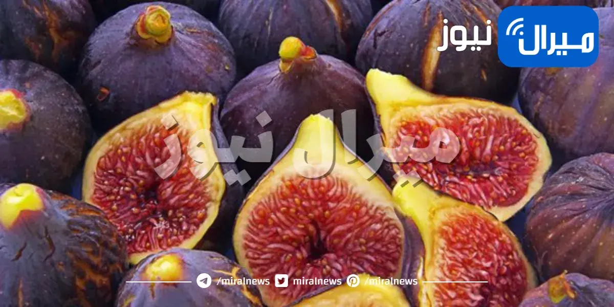 نصائح لزراعة أشجار التين