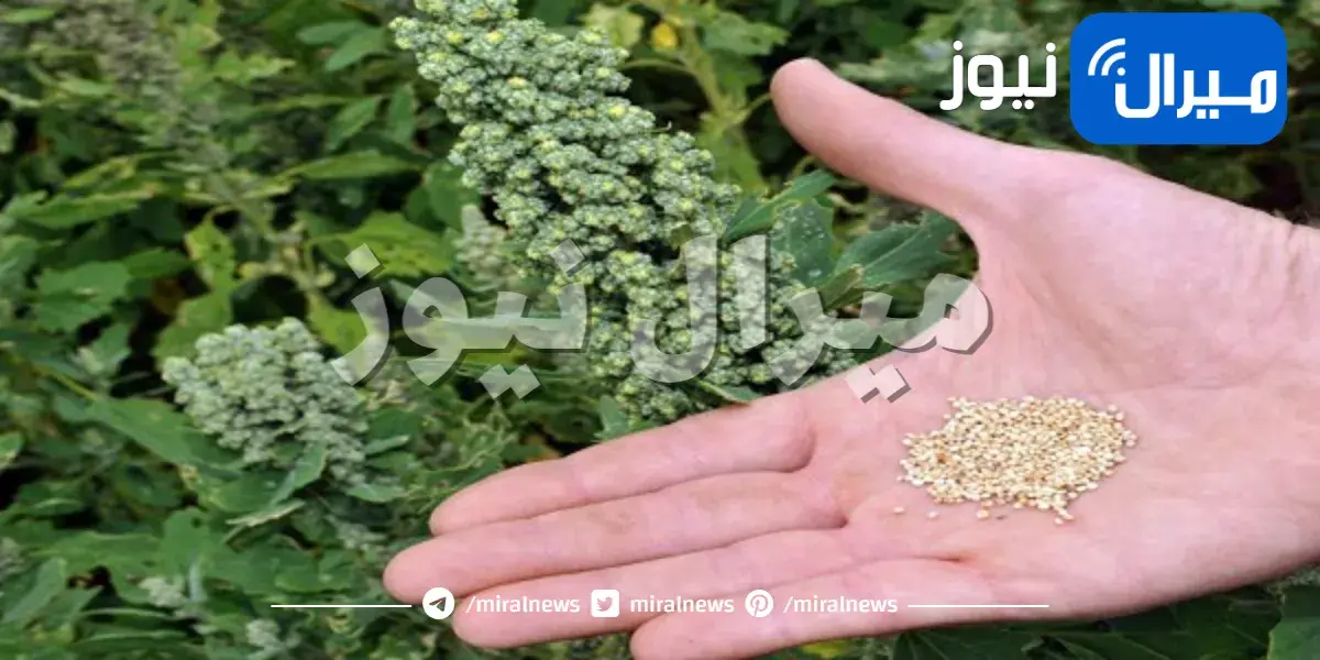 نصائح لزراعة الكينوا في حديقة منزلك