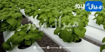 نصائح لزراعة وطهي نبات الريحان