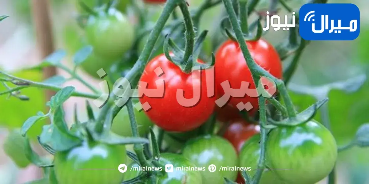 نصائح لمساعدتك عند زراعة الطماطم في أواني