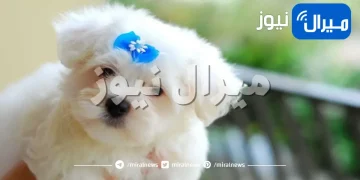 هل تعلم أنواع تطعيمات الكلاب ؟!