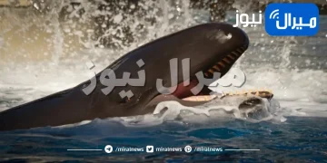 هل تمثل الحيتان خطرًا على حياة البشر ؟