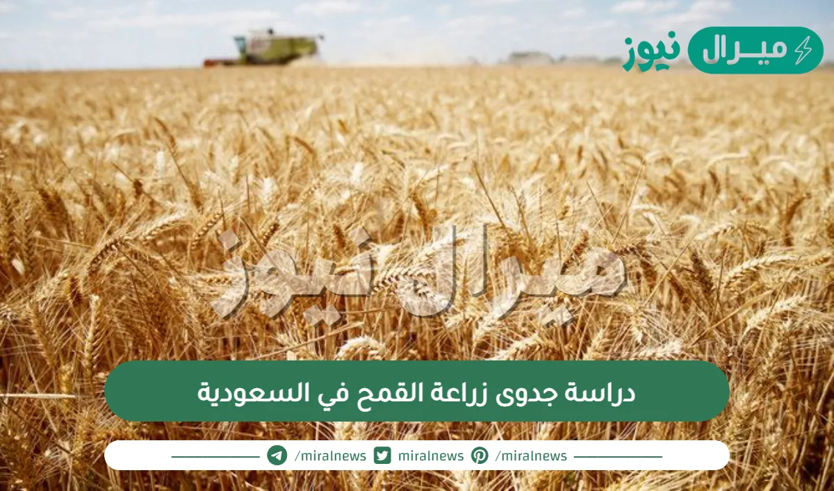 دراسة جدوى زراعة القمح في السعودية