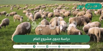 دراسة جدوى مشروع اغنام