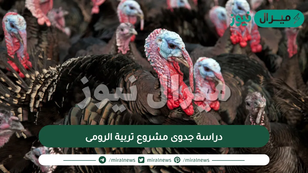 دراسة جدوى مشروع تربية الرومى فى مصر