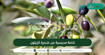 اذاعة مدرسية عن شجرة الزيتون متكاملة الفقرات ومفيدة جداً