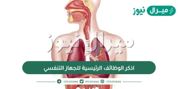 اذكر الوظائف الرئيسية للجهاز التنفسي