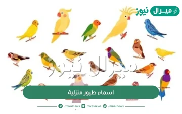 اسماء طيور منزلية مميزة | بالصور أسماء طيور للاطفال كيوت