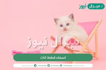 اسماء قطط اناث | اسماء قطط ملكية اناث جميلة