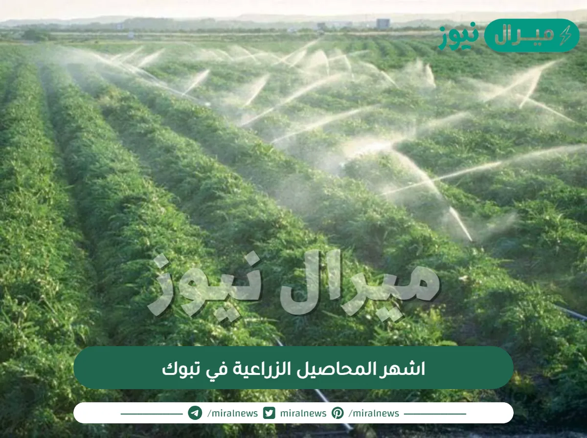 اشهر المحاصيل الزراعية في تبوك