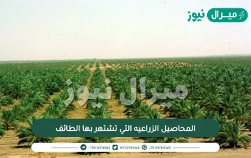 المحاصيل الزراعيه التي تشتهر بها الطائف
