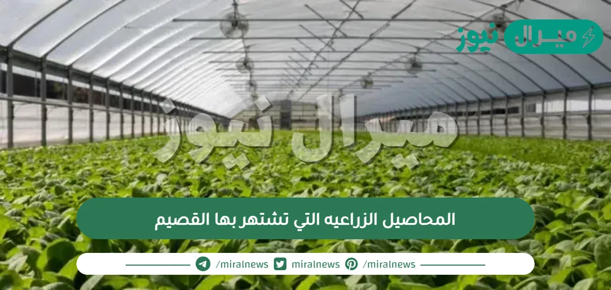 المحاصيل الزراعيه التي تشتهر بها القصيم