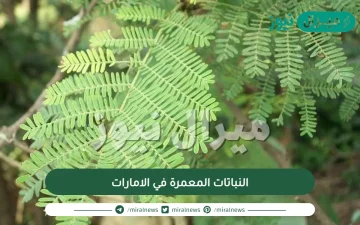 النباتات المعمرة في الامارات