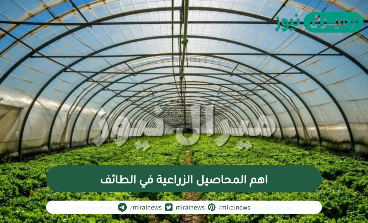 اهم المحاصيل الزراعية في الطائف