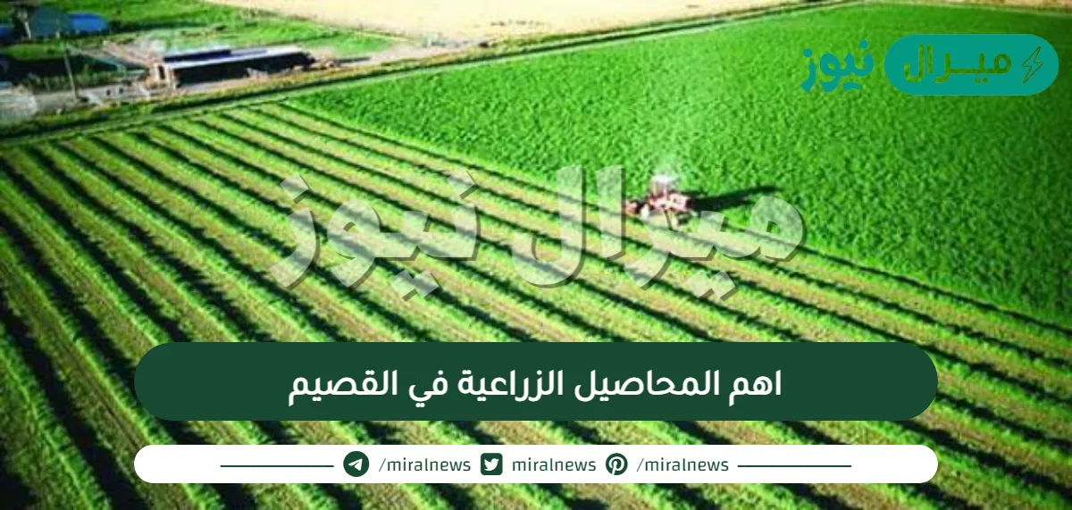 اهم المحاصيل الزراعية في القصيم