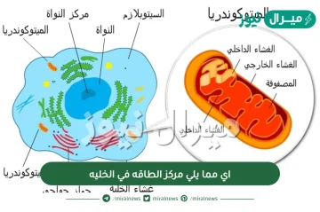 اي مما يلي مركز الطاقه في الخليه