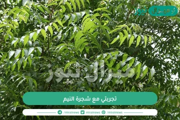 تجربتي مع شجرة النيم وطريقة زراعتها واستخدامها وفوائدها