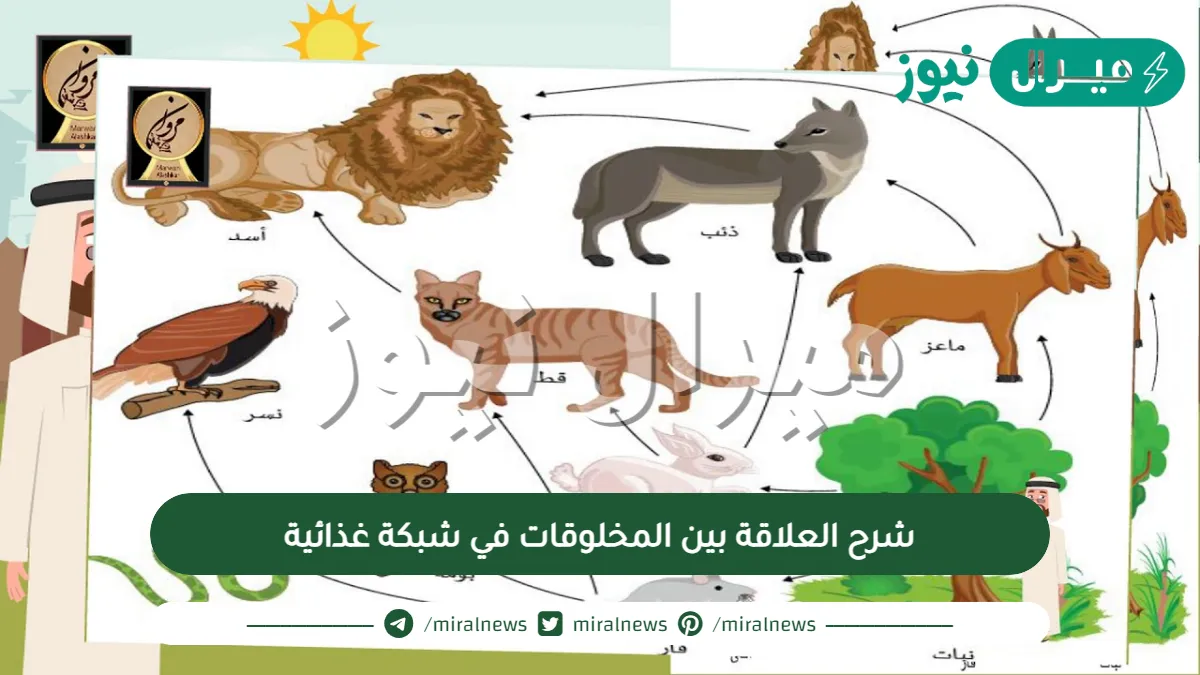 شرح العلاقة بين المخلوقات في شبكة غذائية