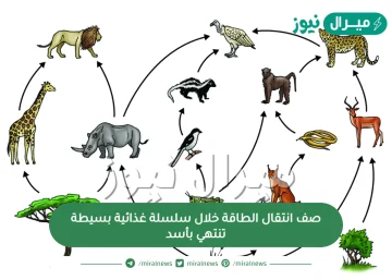 صف انتقال الطاقة خلال سلسلة غذائية بسيطة تنتهي بأسد