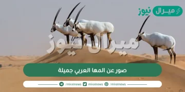 صور عن المها العربي جميلة