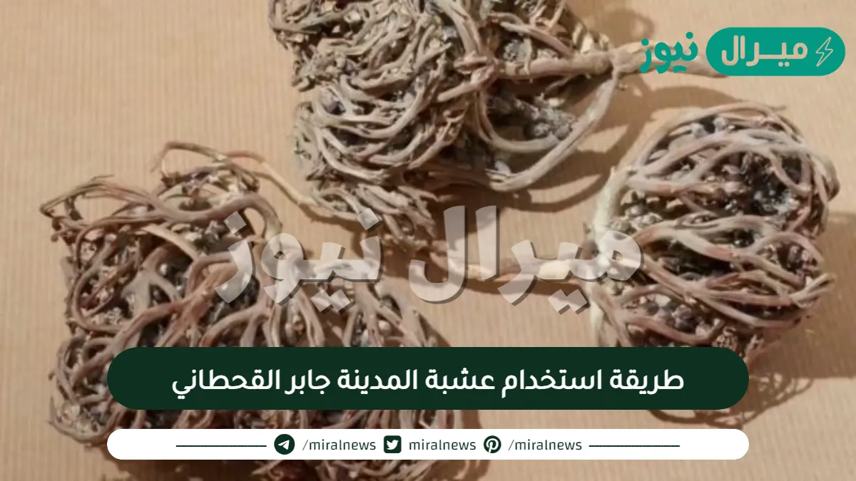 طريقة استخدام عشبة المدينة جابر القحطاني