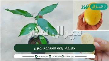 طريقة زراعة المانجو بالمنزل