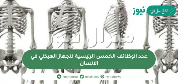 عدد الوظائف الخمس الرئيسية للجهاز الهيكلي في الانسان