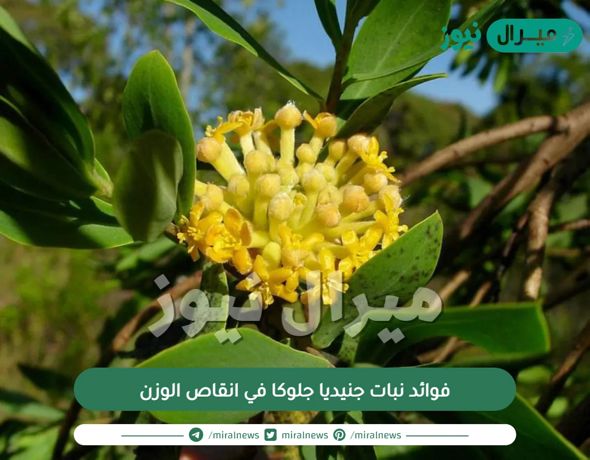 فوائد نبات جنيديا جلوكا في انقاص الوزن