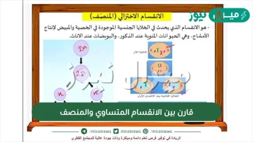 قارن بين الانقسام المتساوي والمنصف