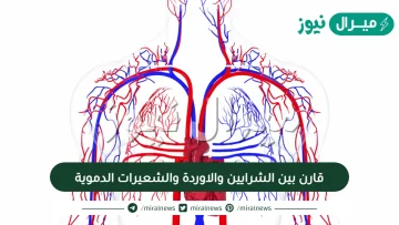 قارن بين الشرايين والاوردة والشعيرات الدموية