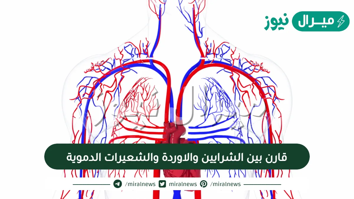 قارن بين الشرايين والاوردة والشعيرات الدموية