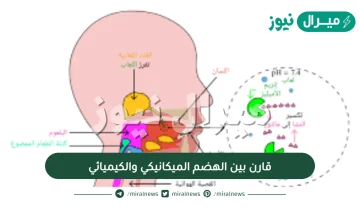 قارن بين الهضم الميكانيكي والكيميائي