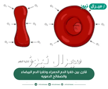 قارن بين خلايا الدم الحمراء وخلايا الدم البيضاء والصفائح الدمويه