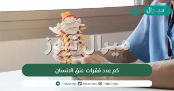 كم عدد فقرات عنق الانسان