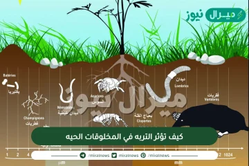 كيف تؤثر التربه في المخلوقات الحيه