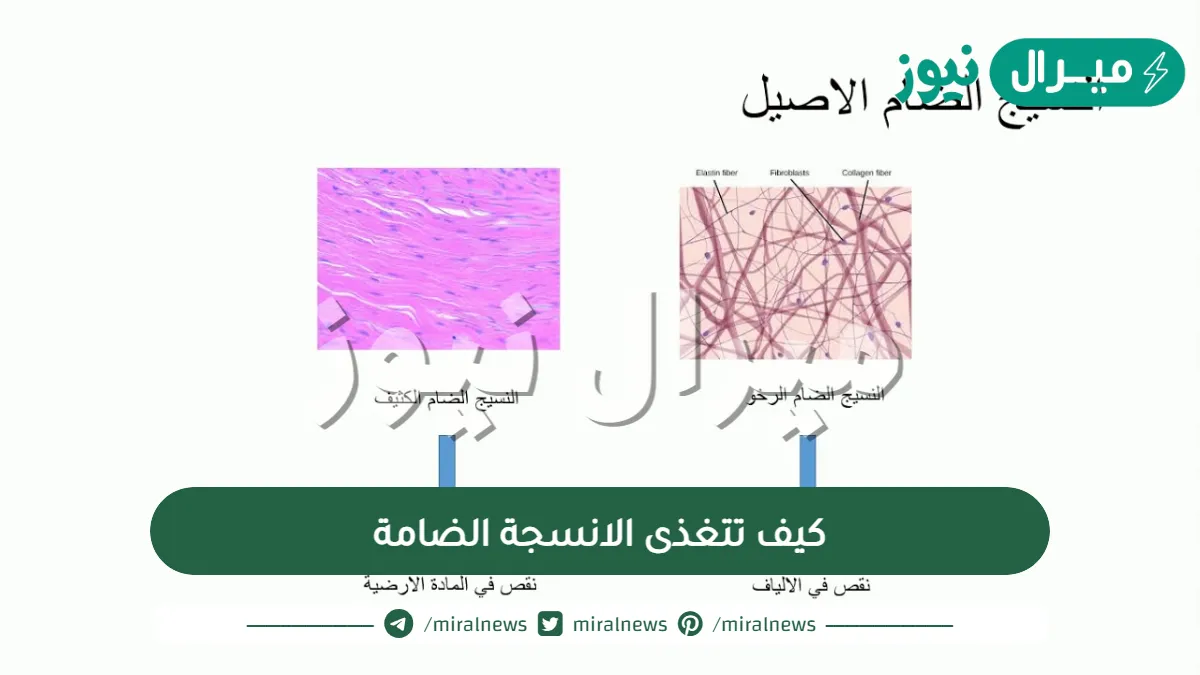كيف تتغذى الانسجة الضامة